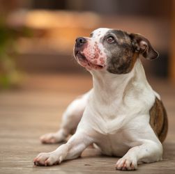 Aider son chien à vaincre l'acné : gestes à adopter en 2026