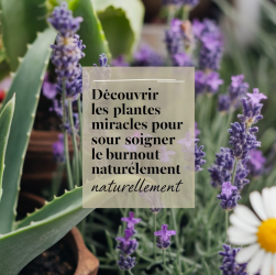 Découvrir les plantes miracles pour soigner le burnout naturellement