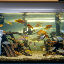 Eau trouble aquarium : astuces malicieuses pour retrouver le clair